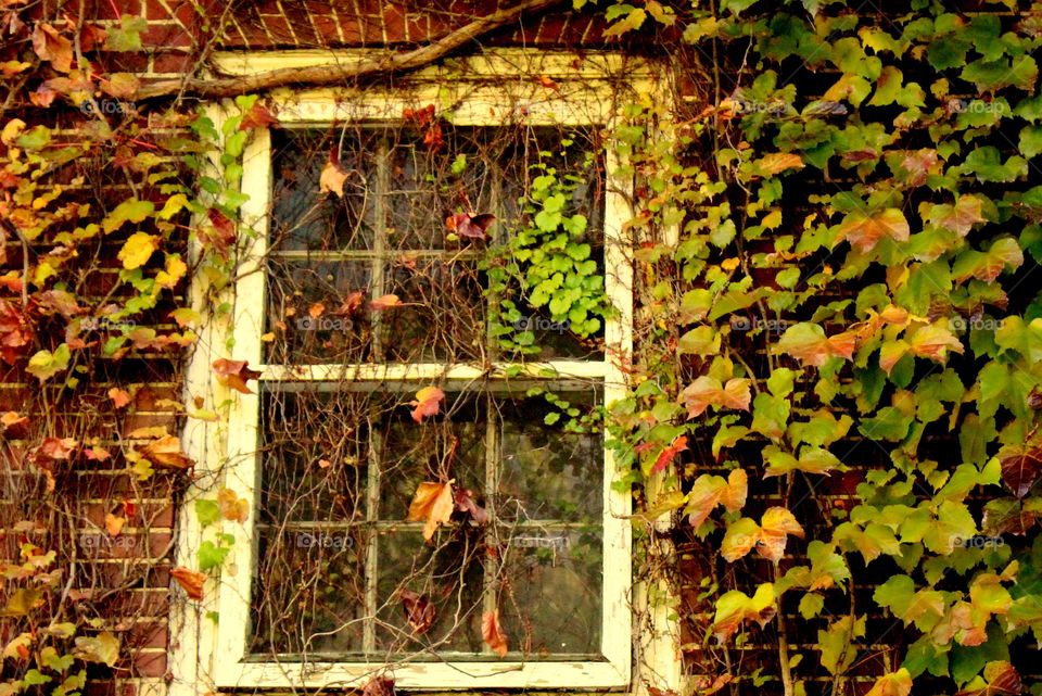Leaf, Fall, House, Wall, Old