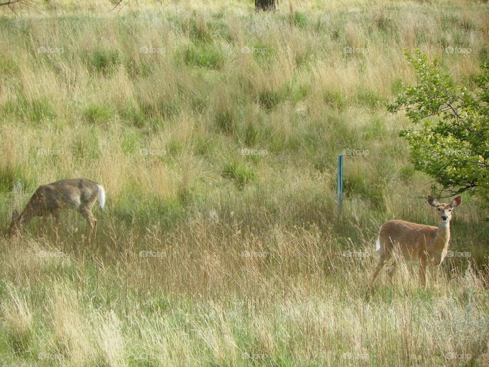 Deer roaming and feeding off the grasslands of the prairies 