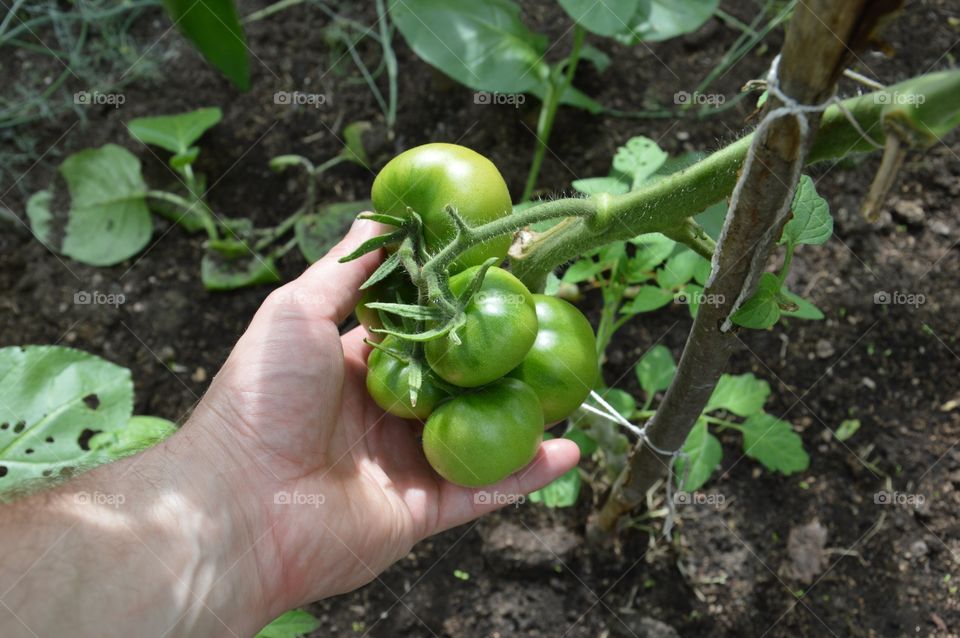 tomatoes in greenhouse