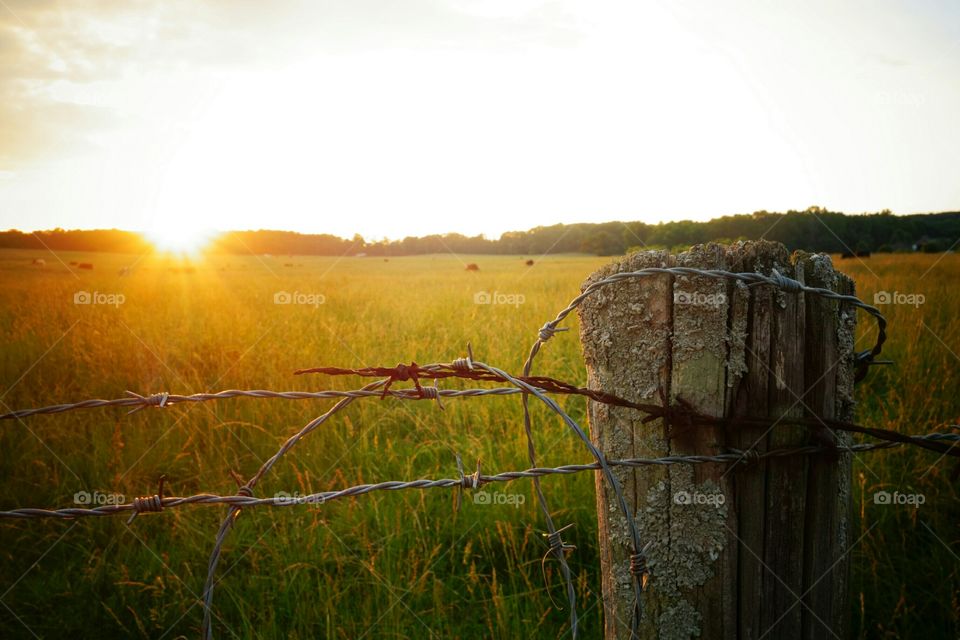 Sunset over the field
