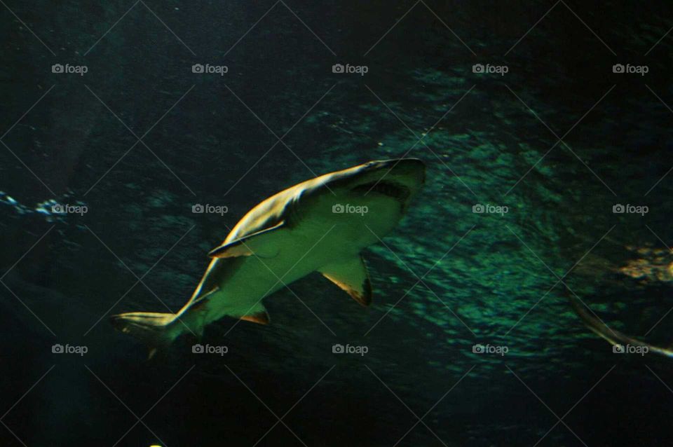 sandtigwr shark swimming overhead