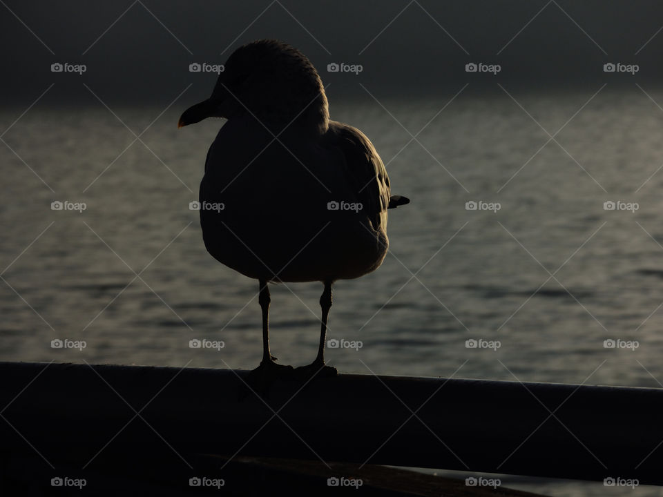hudson river hudson river new york river seagull by delvec