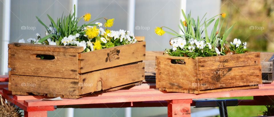 Flowers. Planted flowers in coffee boxes 