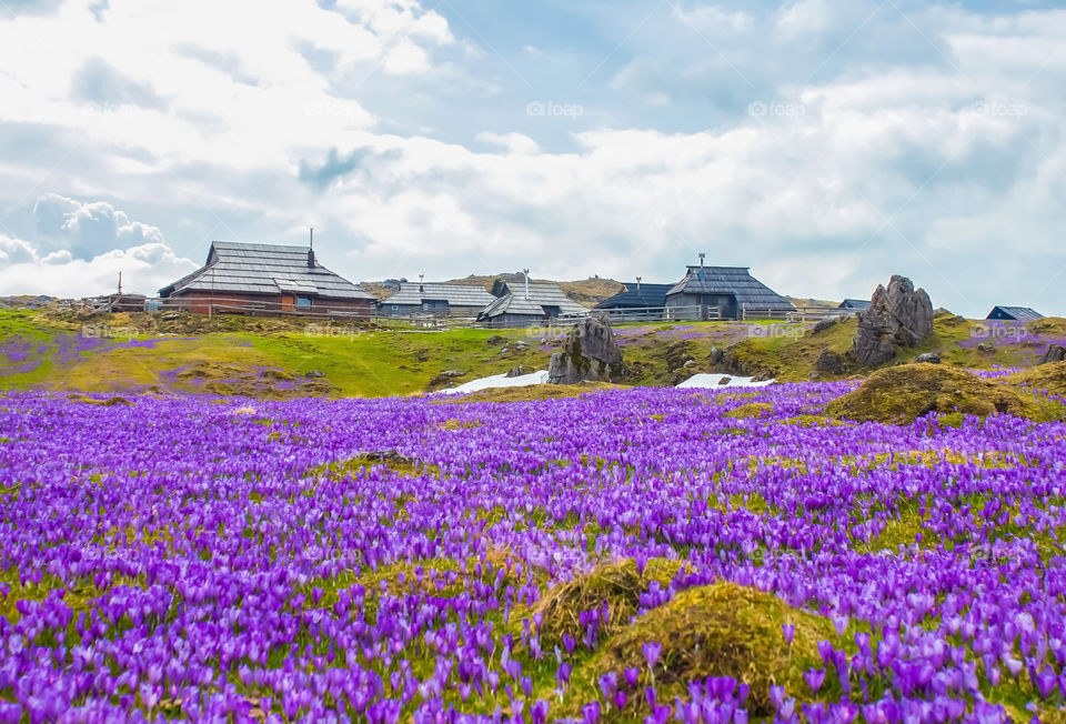 View of purple flower field