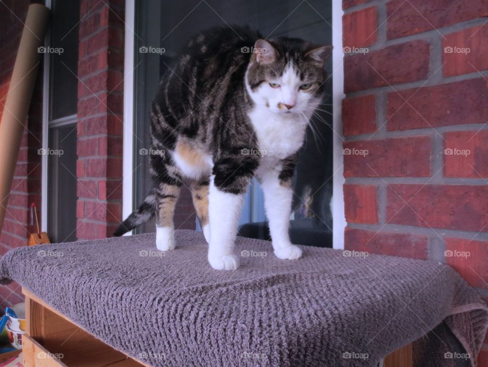 Brown tabby cat stretching 