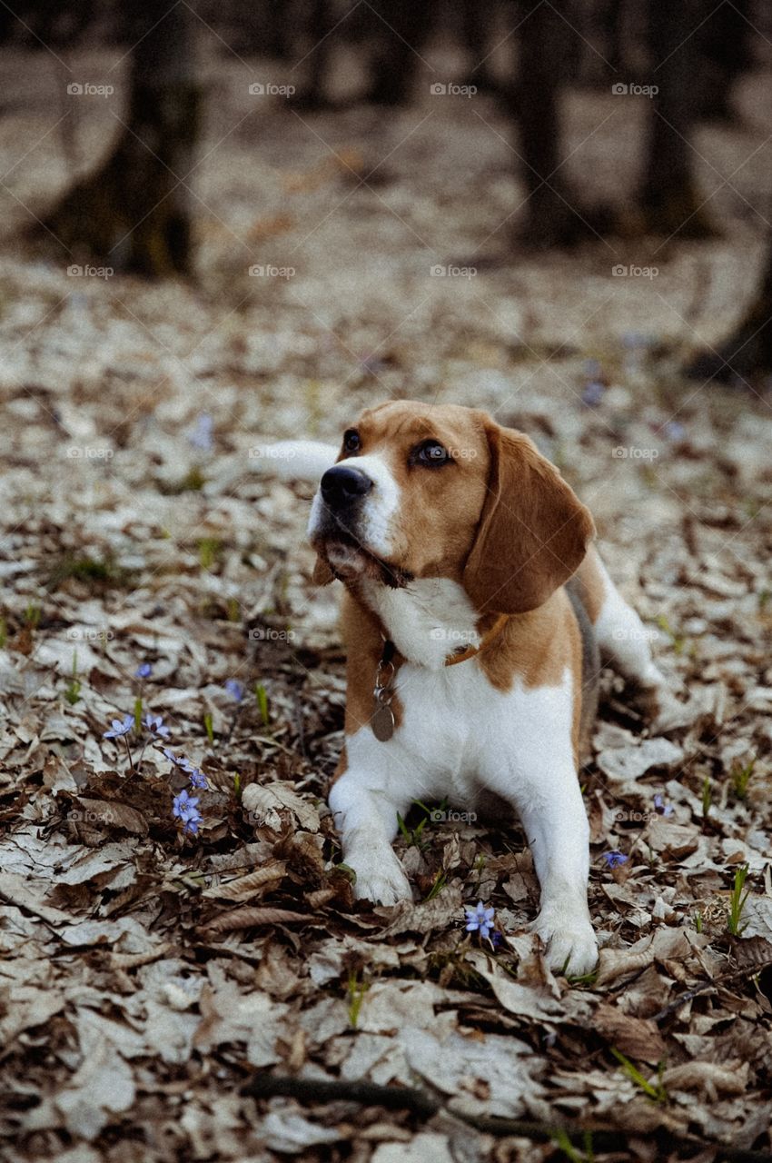 The beagle dog and the spring