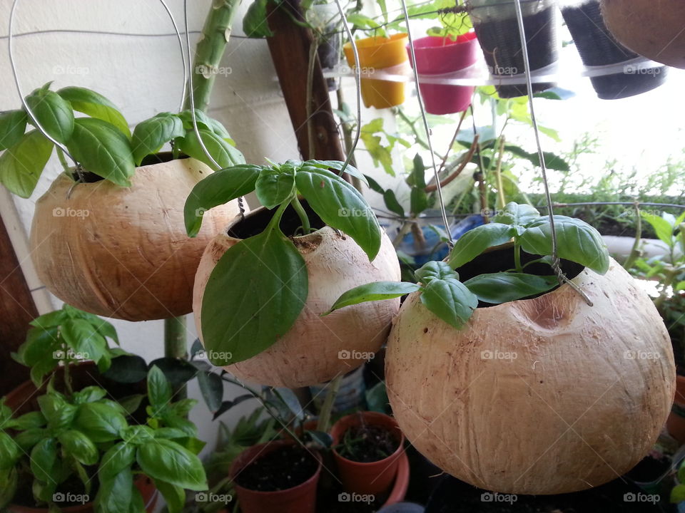 Basil plants on hanging coconut shell, home-grown