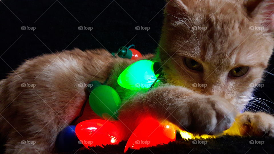 Christmas Kitten Sneak Peek