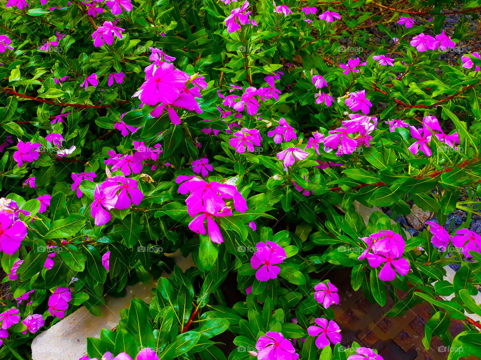 Beautiful pink Flower with green leaves ideal for plantation in Summer season everywhere in the yard.
