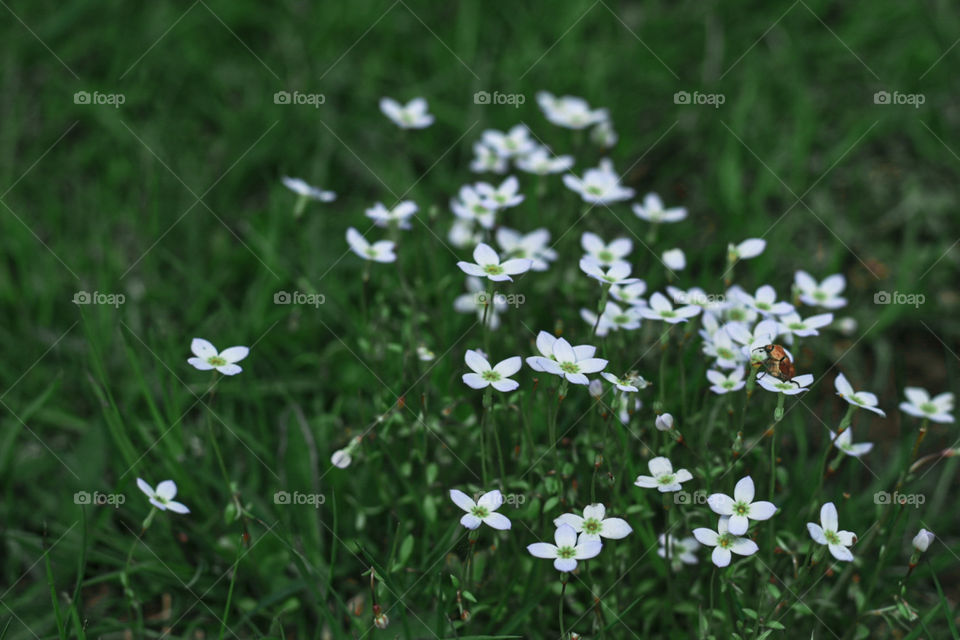 Grass can be beautiful too! Can you spot the small cute creature in this photo? I didn’t even realize it was there! 