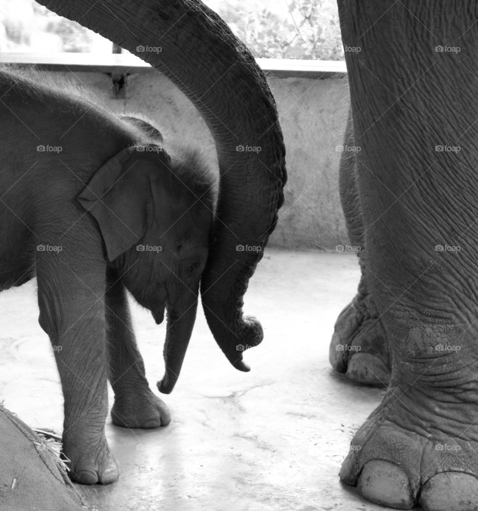 Elephant mom and daughter 