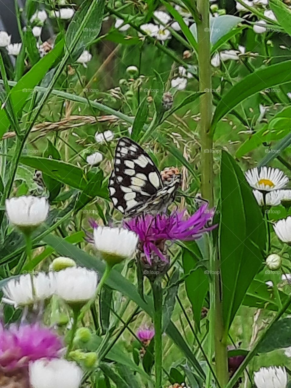 summer meadow with black&white butterfly