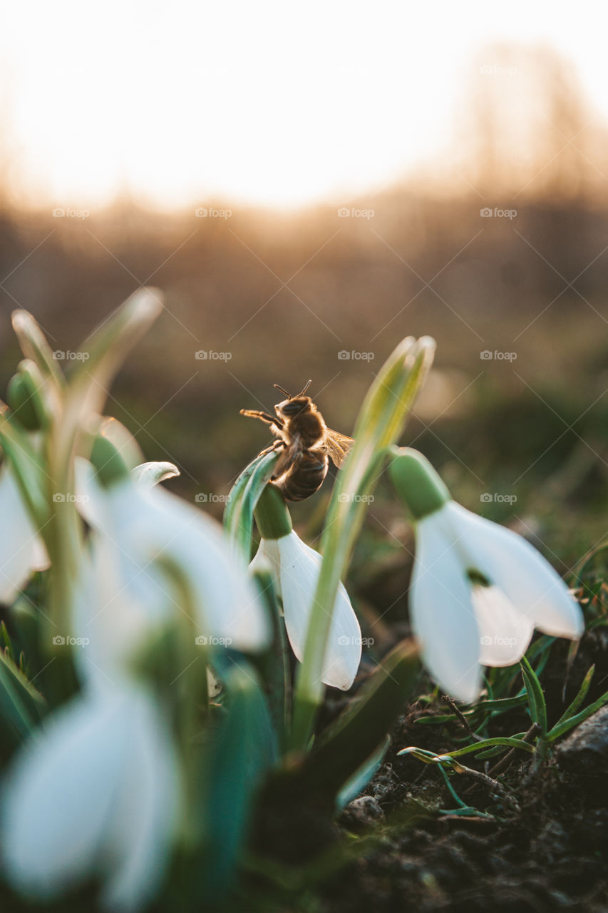 pollinating bee