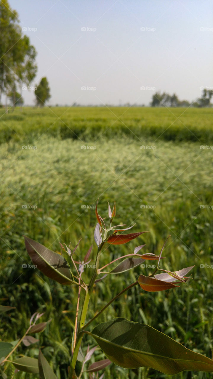 crops in punjab