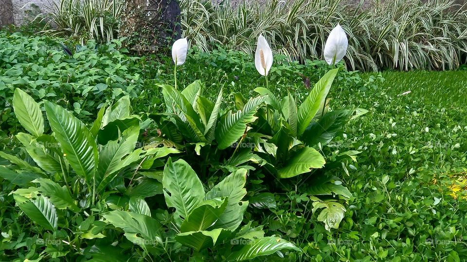 Trio de flores