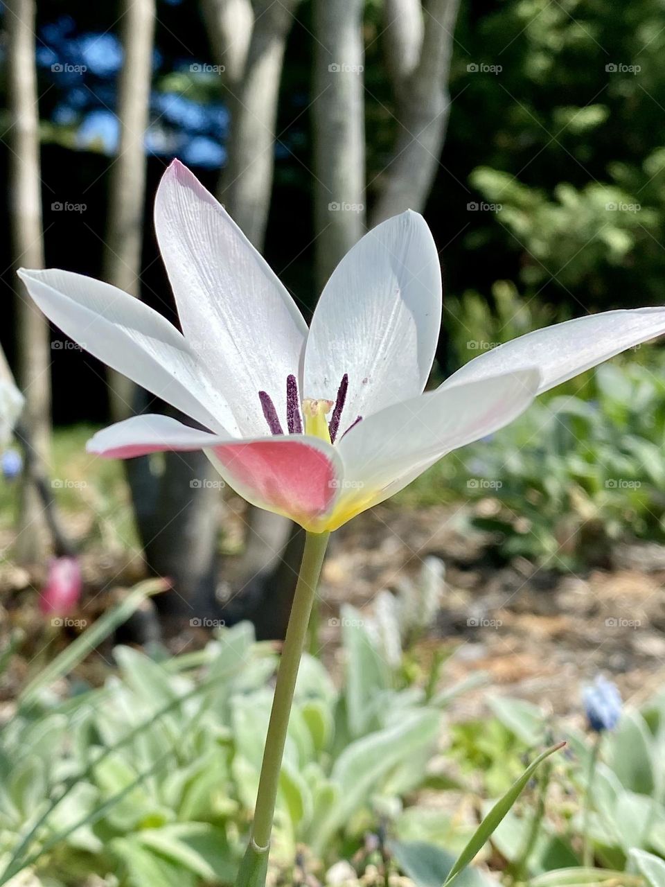 A pink and white daffodil 