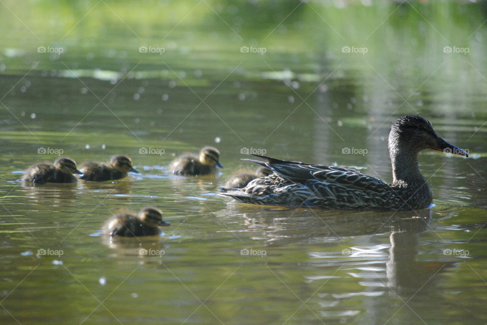 ducklings