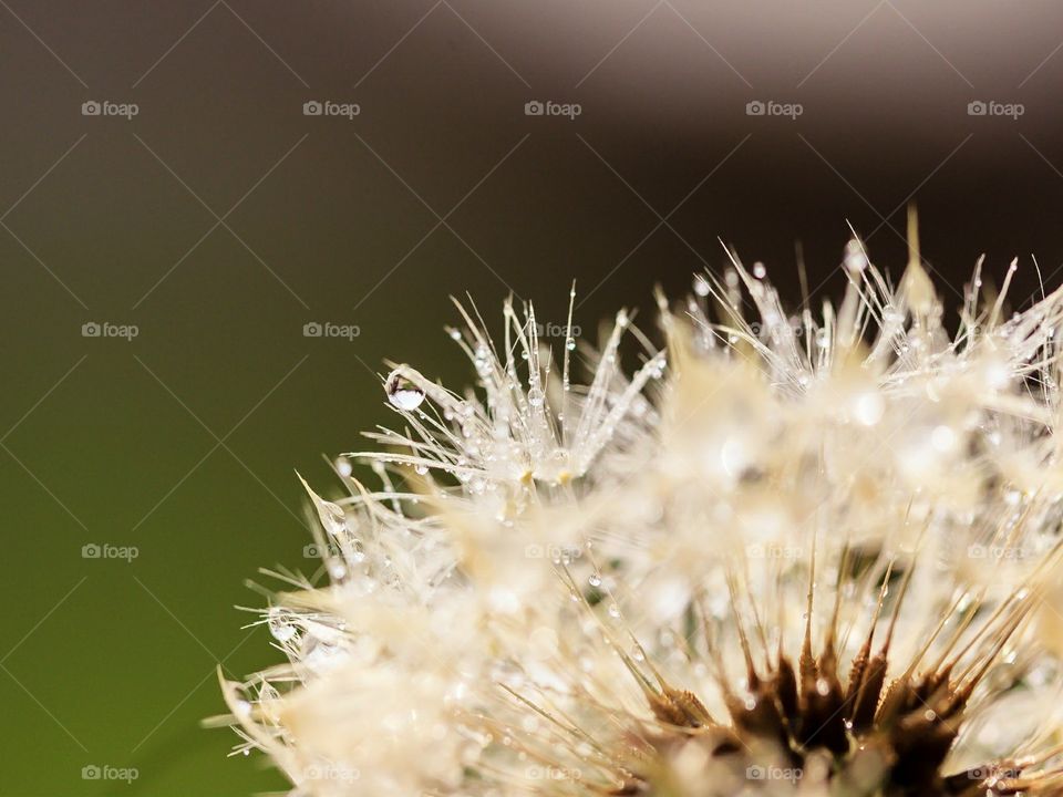 wet dandelion