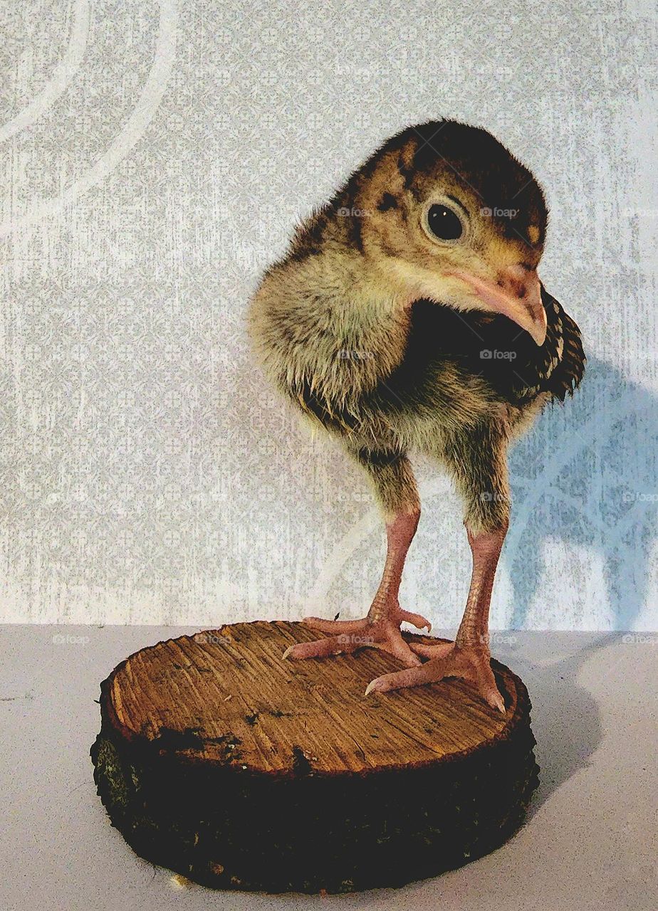 Baby turkey posing on a wood coaster