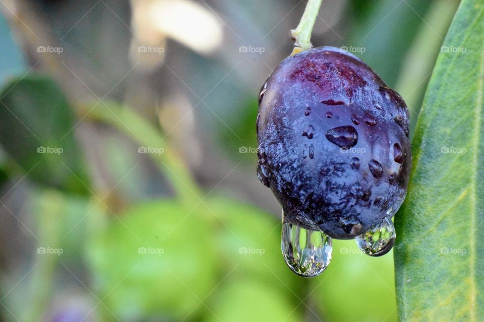 reflection of green olive in raindrops