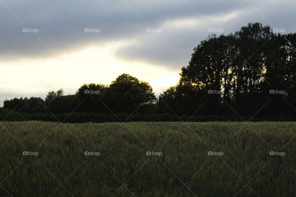 landscape with trees