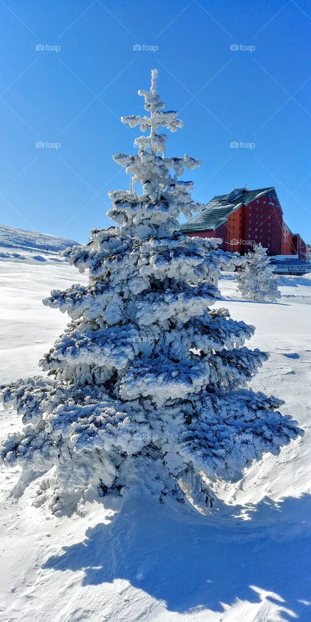 snow's tree