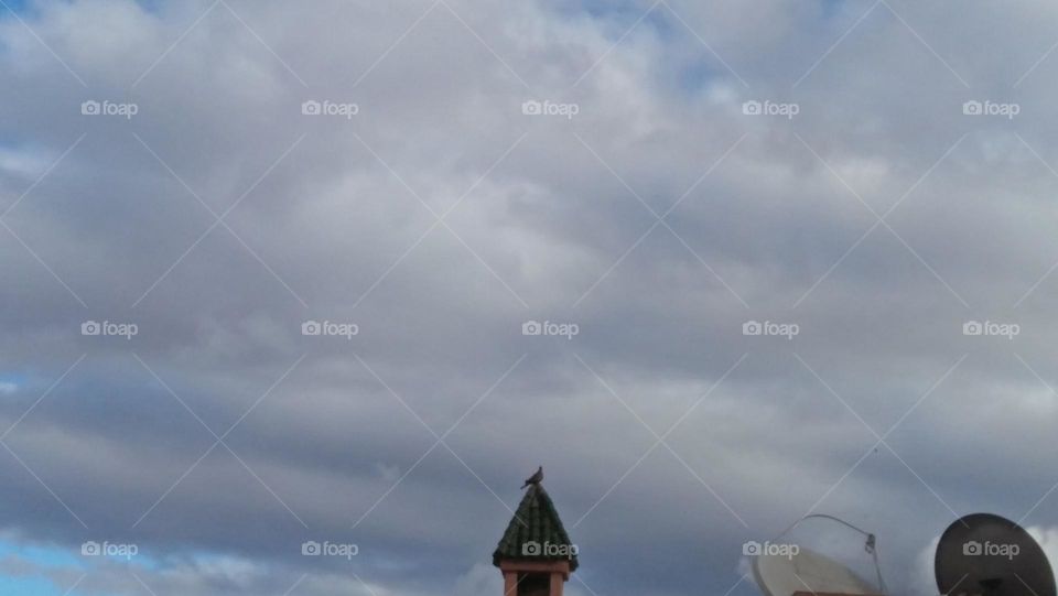 A dove  Over the Green Brick