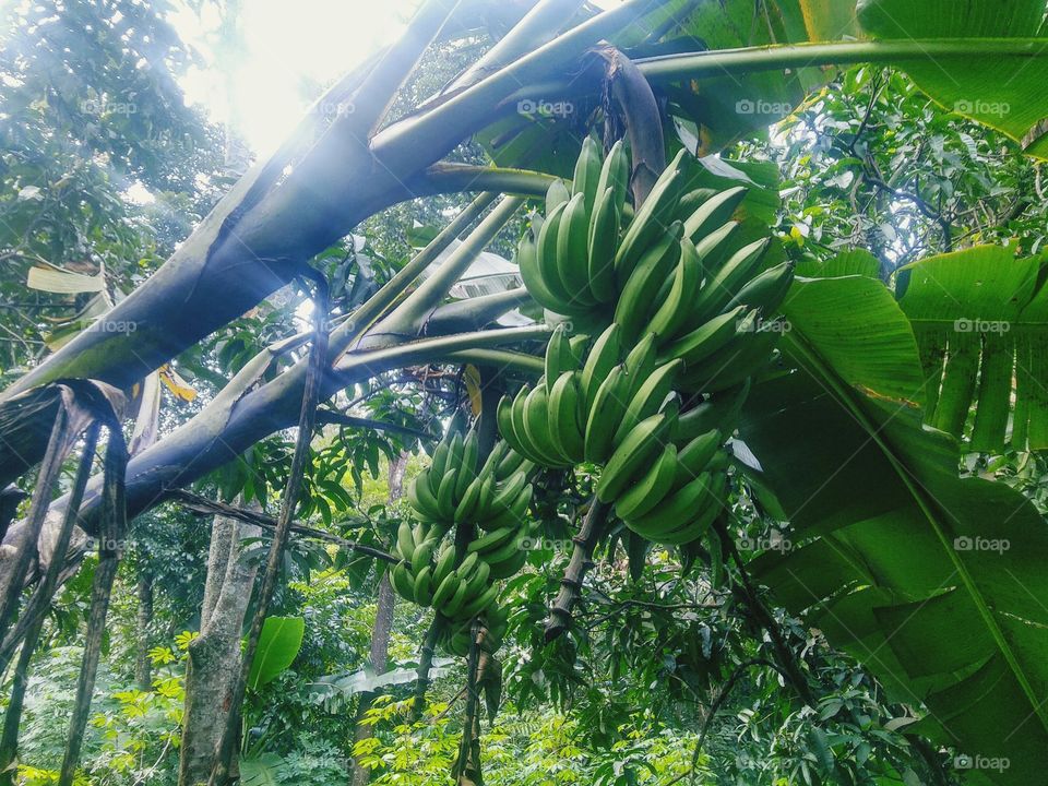 Two banana trees