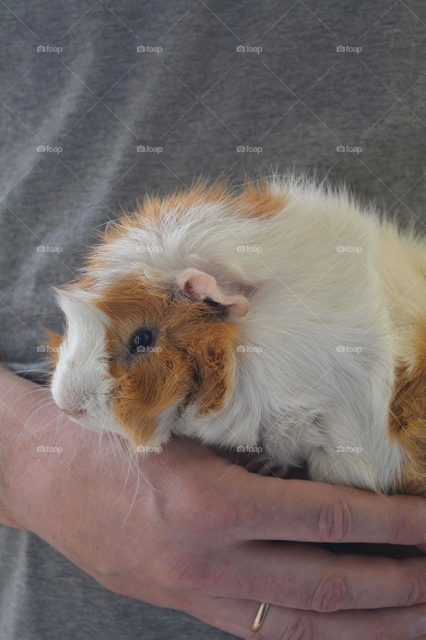 guinea pig beautiful portrait in the hands, love pet