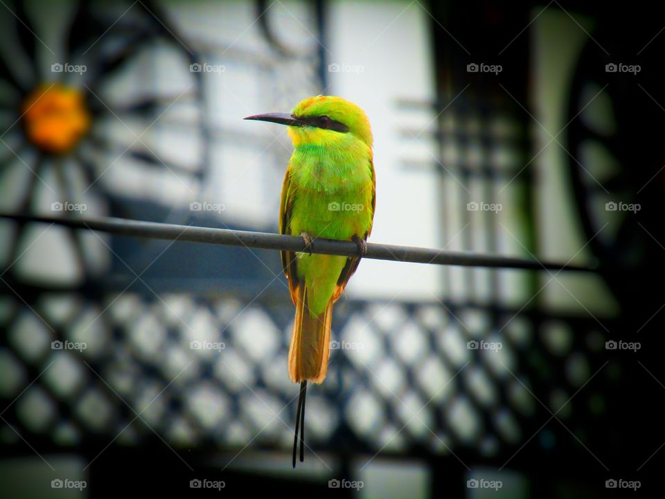 The green bee-eater (Merops orientalis) (sometimes little green bee-eater) is a near passerine bird in the bee-eater family.