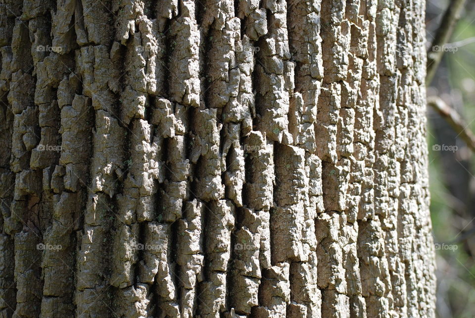Close up photo of bark on a tree being hit by rays of sunshine