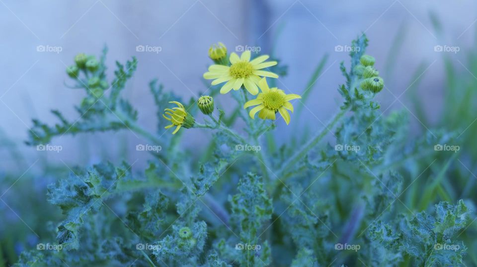 Green and yellow dancing togwther