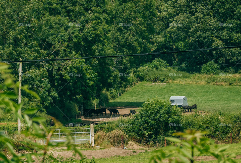 Farm Animals in shade