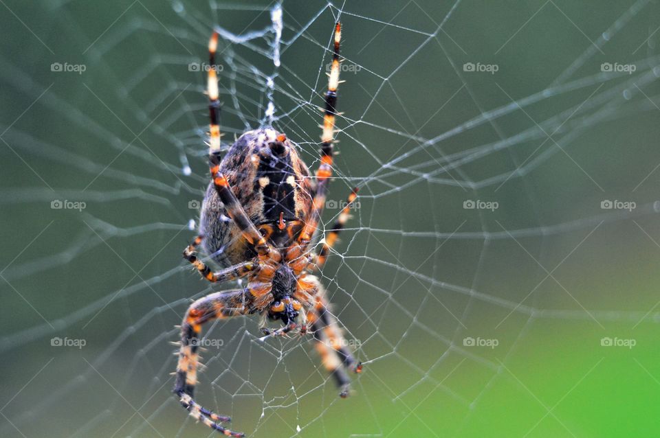 Spotted orbweaver female in her web