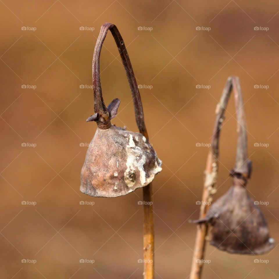 Close-uy of dried flowers