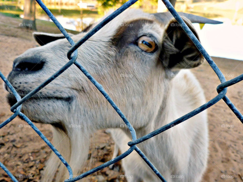 Getting up close and personal- with a goat.