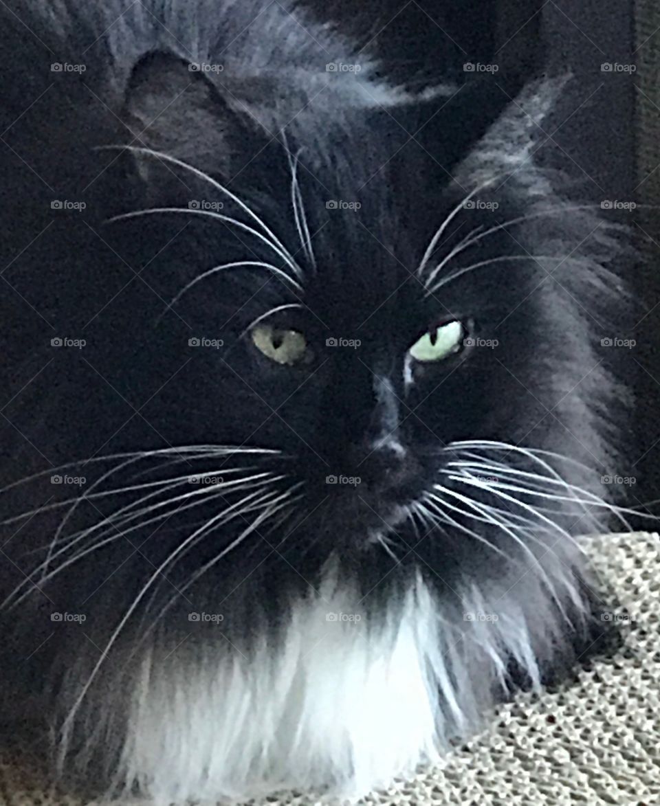 Black cat white whiskers