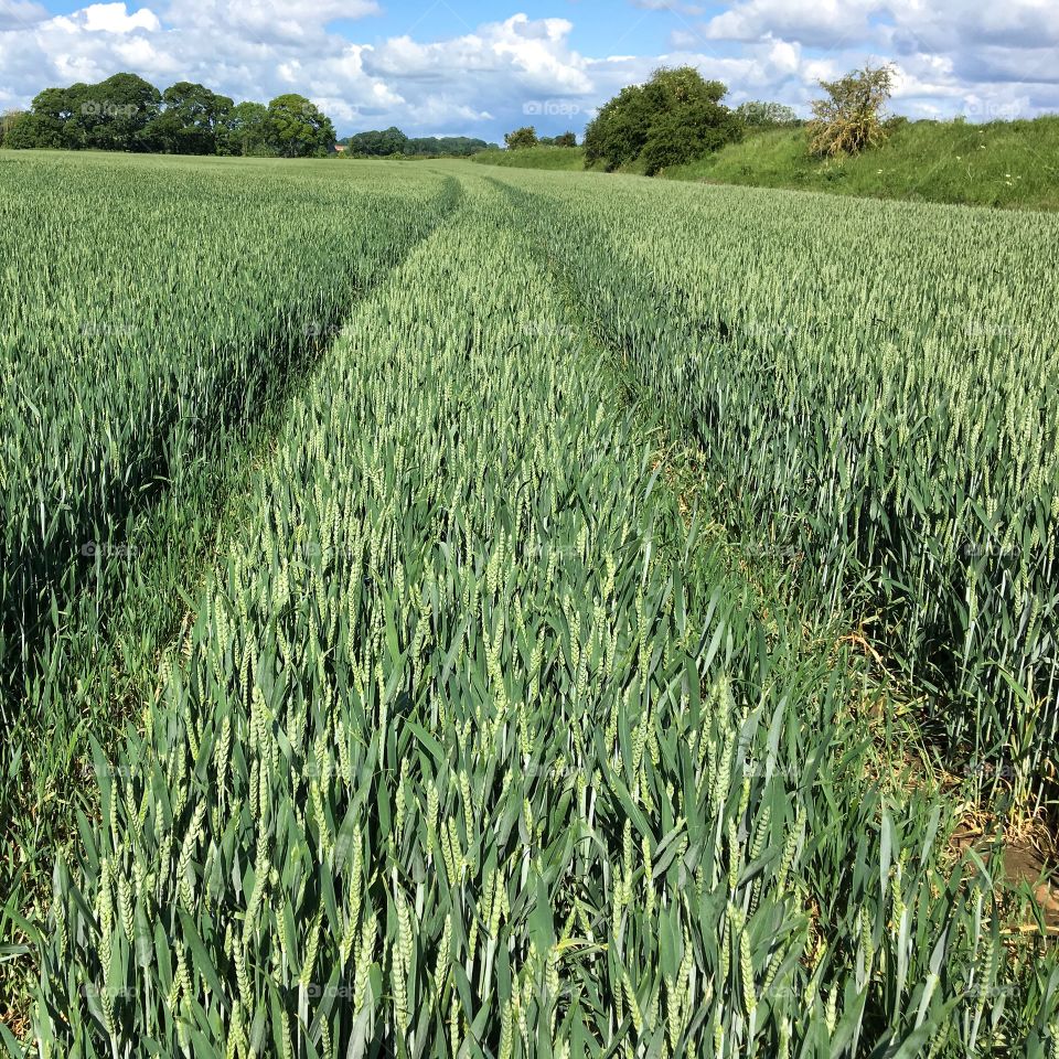 English countryside .. green field 