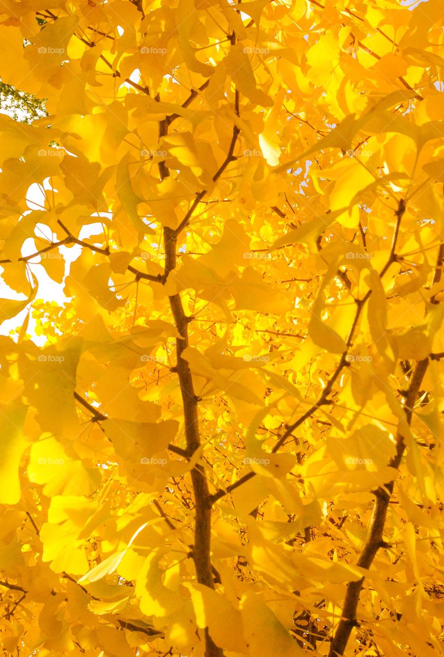 Yellow autumn delight