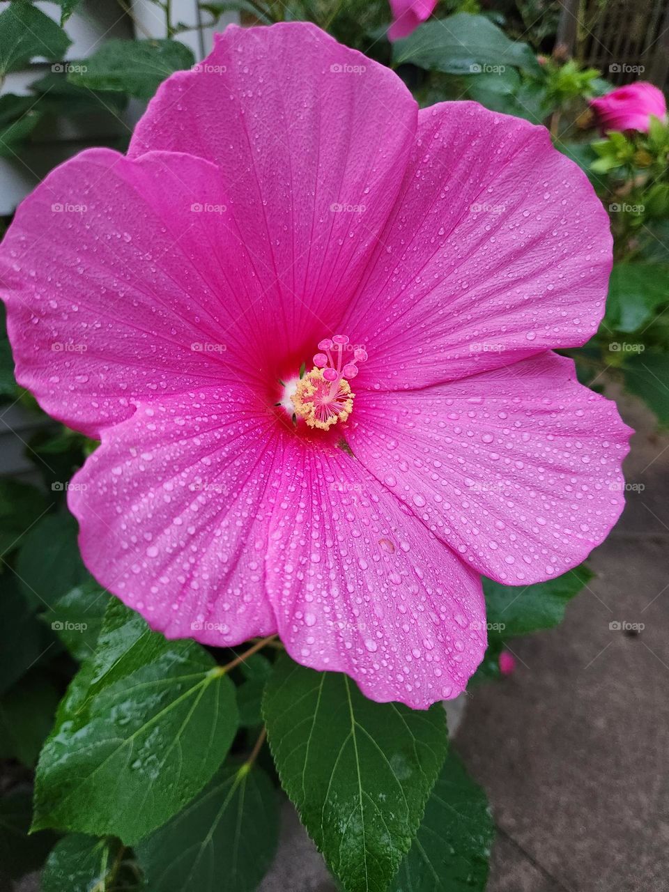 gorgeous pink hibiscus