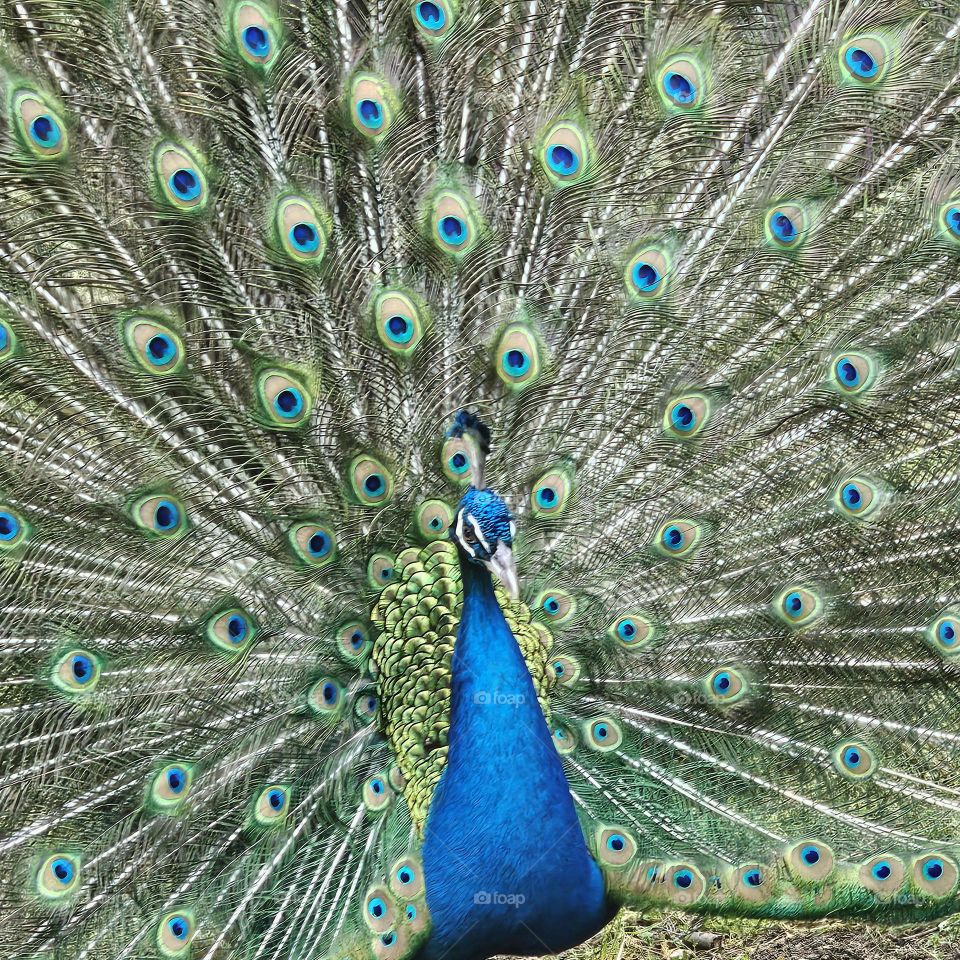 Colorful Peacock