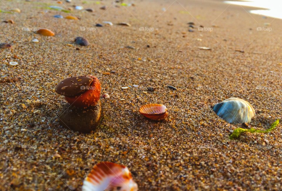 Shells and stones on a beach at sunrise