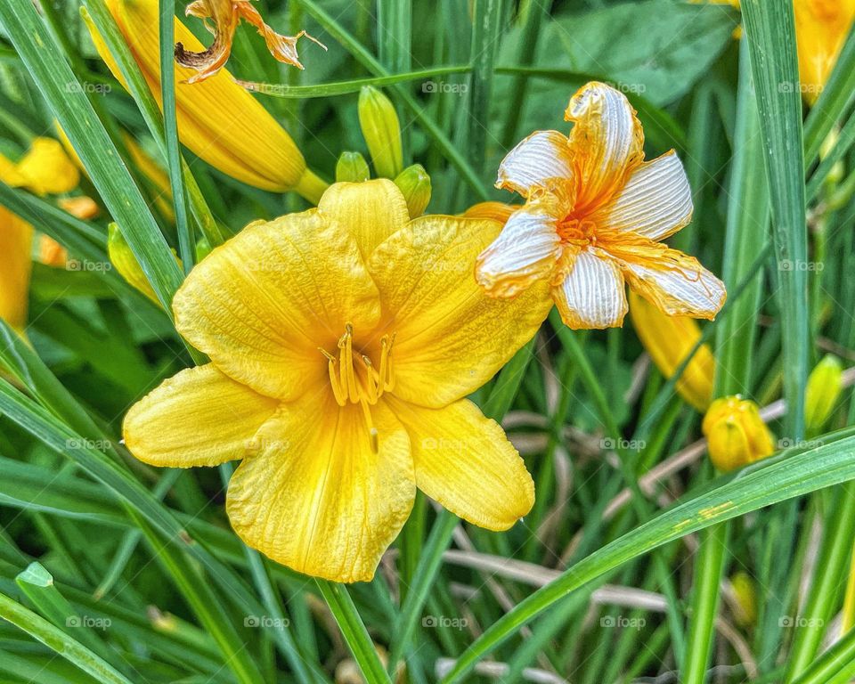 Stella de Oro flowers 