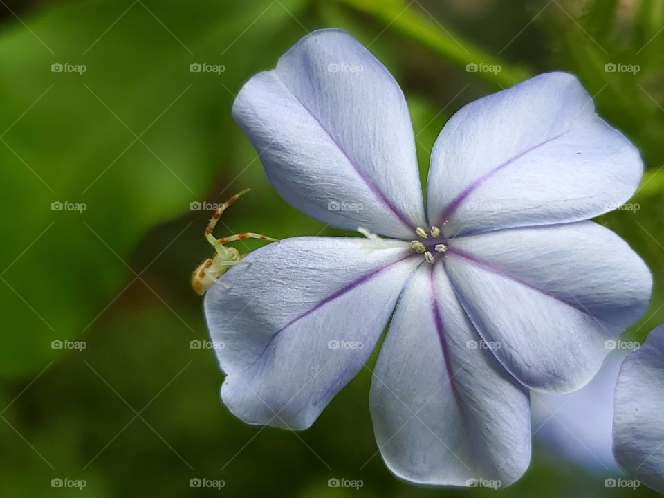 Beautiful plumbago flower with a tiny visitor