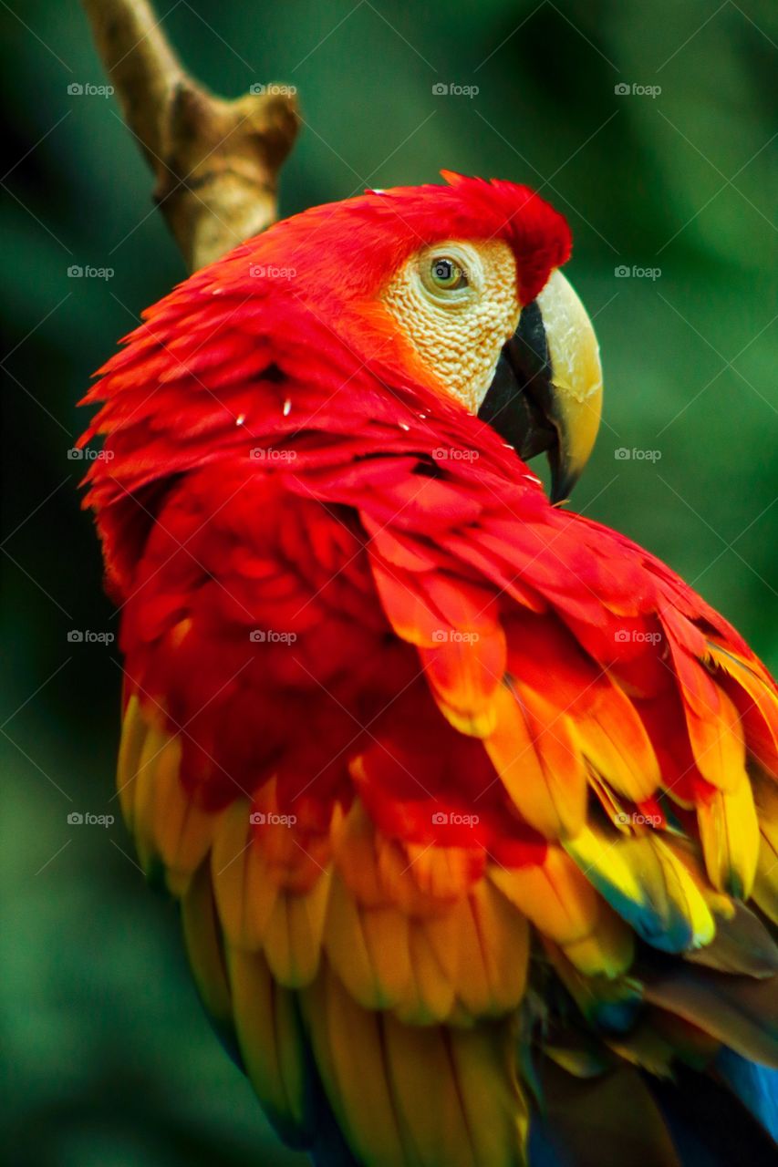 Awesome portrait like picture of a colorful red macaw. Bird, nature, colors related picture.