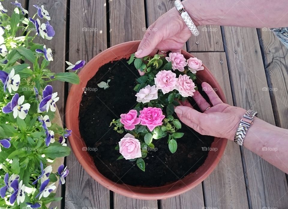 Person planting flowers plant