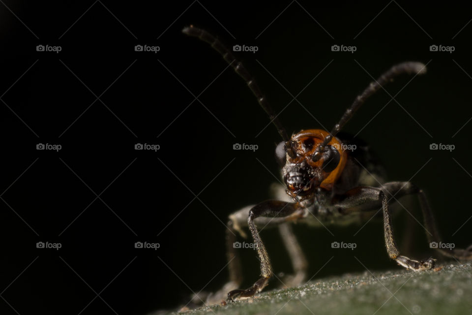 Beetle Orange head