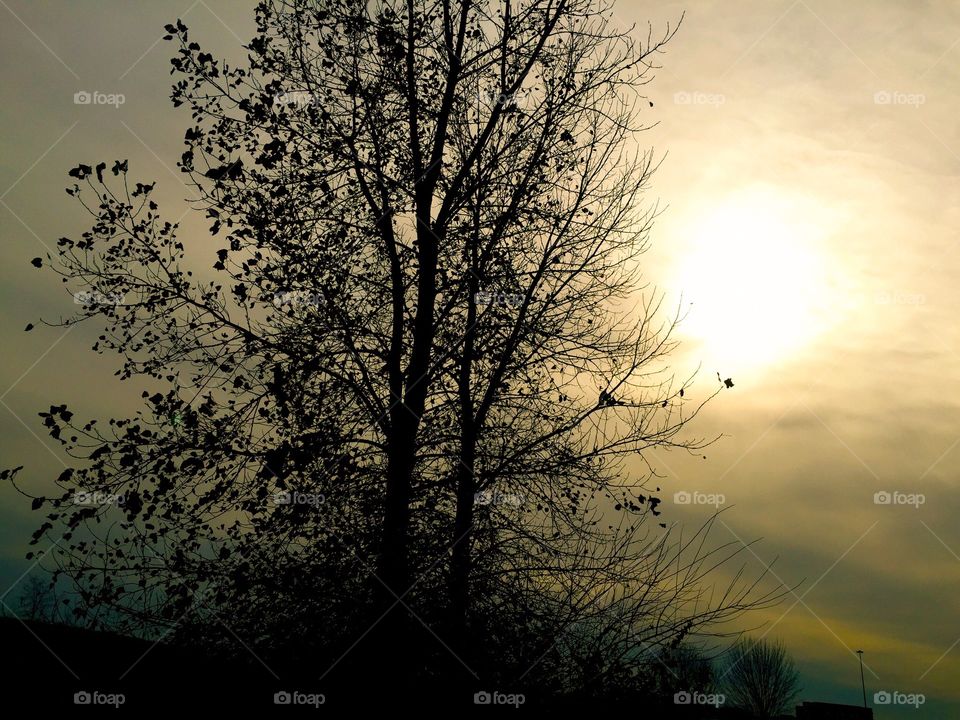 Sunset over the tree