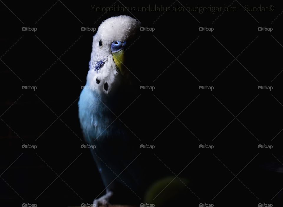 Melopsittacus undulatus aka budgerigar bird
Pic taken at my friends shop Fish Kingdom 

#budgerigar
#lovebirds❤️ 
#bird 
#shellparakeet
#parakeet