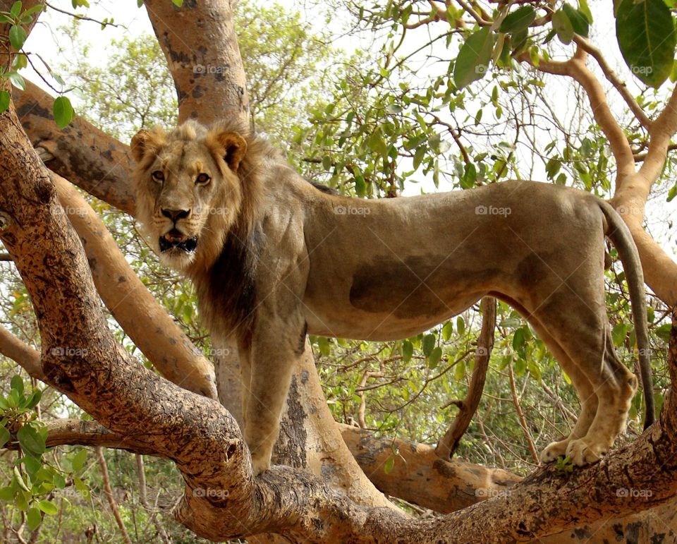 Lion on a tree